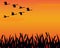 Silhouette geese and marsh