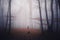 Silhouette of ghost in dark forest with fog on Halloween