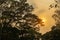 Silhouette giant tall tree in park in orange sunset