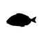 Silhouette of gilt-head bream