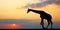 Silhouette of a giraffe