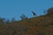 Silhouette of a giraffe going down a hill, in South Africa.