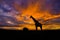 Silhouette giraffe standing in safari and flock of bird in the sky with sun twilight sky.