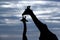 Silhouette of Giraffes, Masai Mara