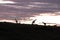 Silhouette of giraffes during sunrise in the african savannah.