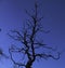 Silhouette gnarled tree against sky