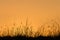 Silhouette of grass blades at sunset