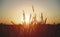 silhouette of grass flowers or feather grass, blown white grass above the rims light