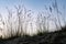 Silhouette of grass and moss, against the background of bright evening sky. Bottom angle