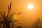 Silhouette grass at sunrise