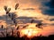 Silhouette grass at sunset or sunshine