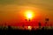 silhouette grass and weed on beach blurred sunset sky