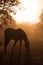 Silhouette of a grazing Arabian horse in heavy fog