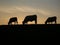 Silhouette of grazing cows on the horizon at dawn