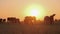 Silhouette of grazing horses against sunset sun