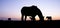 Silhouette of grazing horses in meadow against colorful setting sun