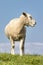 Silhouette of grazing sheep at Dutch dike along lake IJsselmeer