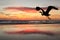 Silhouette Great Blue Heron Flying into Beach Sunrise