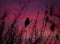 silhouette of a great horned owl sitting on a branch at sunset