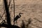 Silhouette of Great White Egret as the sun rises on a lake