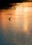 Silhouette of great white egret at sunrise i