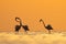 Silhouette of Greater Flamingos territory fight in the morning hours at Asker coast of Bahrain