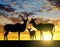 Silhouette Greater kudu