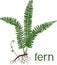 Silhouette of green fern with rhizome, roots and title