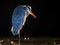 Silhouette of Grey heron hunting at night