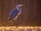 Silhouette of Grey heron hunting at night in the rain