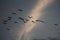 Silhouette of group of bird