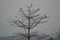 Silhouette of group of birds sitting on a tree in sun set time