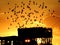 Silhouette of a group of flying birds in the orange sky the sunset time over their wooden shelter pigeons\' house