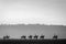 Silhouette of a group of horse riders at Bromo