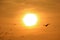 Silhouette of Group of Seagulls Flying Against the Bright Rising Sun