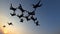 Silhouette of a group of skydivers jumping at the end of the day.