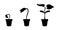 Silhouette growth of young sprout in flower pot. Seed germination stages. Seedling development infographic