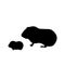 Silhouette of Guinea pig and young little Guinea pig