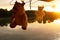 Silhouette hanging rhino and bear toy in washing process with orange lake sunset natural background