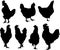 Silhouette of hens and roosters