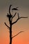 The Silhouette of a Heron Flying at Sunset