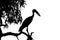 Silhouette heron standing in black and white scene