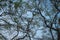 Silhouette High up tree branches backlit by sunset sunlight in blue sky background. Abstract pattern texture and colour. High