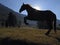 Silhouette of Hobbled Horse