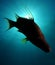 Silhouette of hogfish swimming in ocean