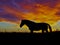 Silhouette of a horse on a background of orange clouds in the evening