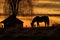 silhouette of horse eating hay at golden hour