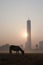 Silhouette of a horse in Kolkata Victoria memorial garden. Sunrise view of Kolkata city.