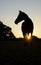 Silhouette of a horse looking to the left, with clear late evening skies