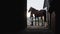 Silhouette Of Horse Owner And Her Horse - View From The Door Of The Stable